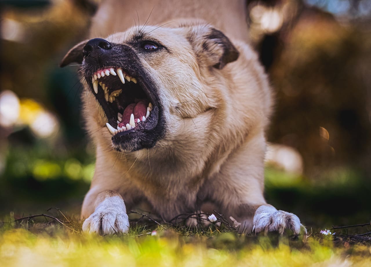 Aggressive dog barking with visible teeth, emphasising the need for awareness about Dog Seizure Laws in Australia.