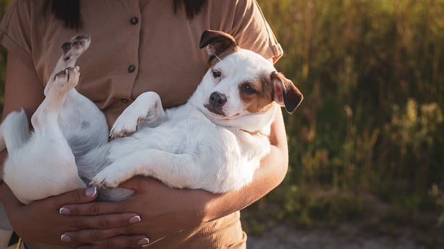 A person holding a relaxed dog in their arms, symbolizing the bond and potential disputes in pet custody during divorce.