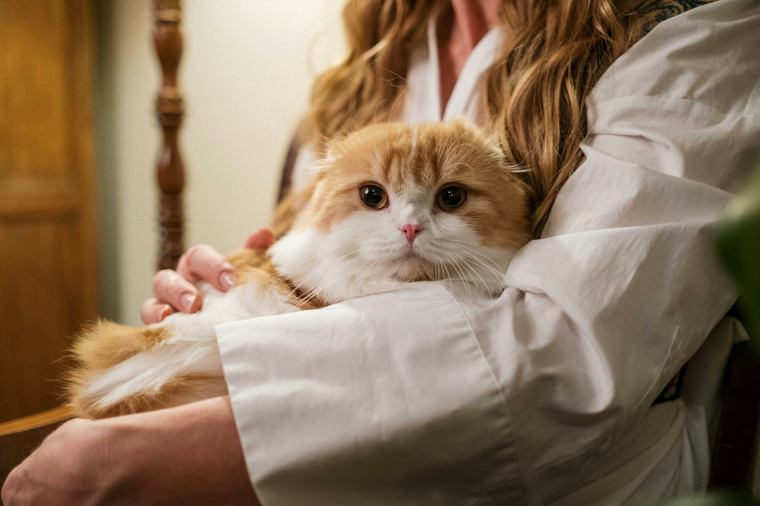 A woman  holds a fluffy cat, illustrating the emotional stakes in pet custody during divorce.