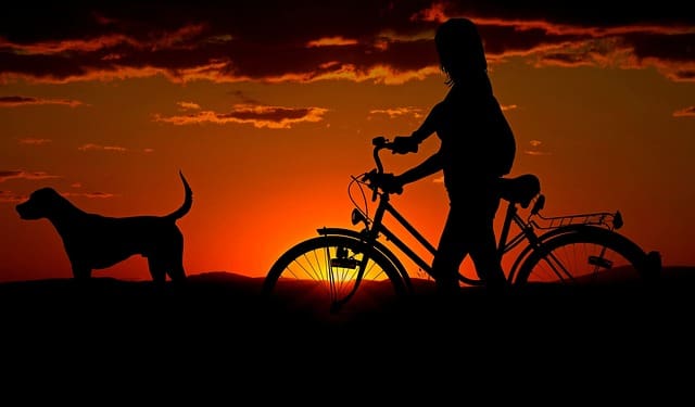 A person and a dog at sunset, symbolizing the emotional impact of pet custody in divorce